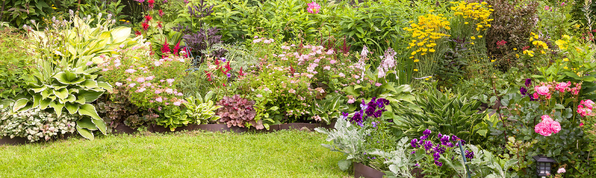 Jusqu'à -30% : vivaces à floraison estivale