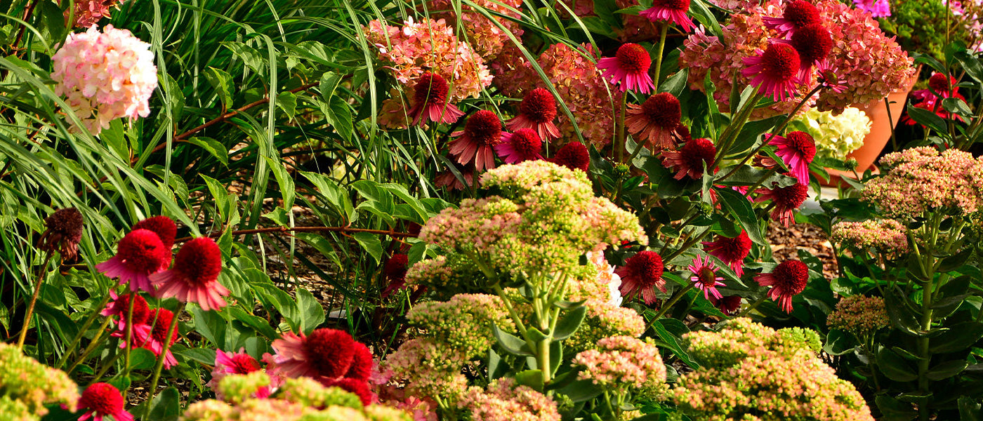 Le 2ème article à -30% : de belles plantes même en plein été !