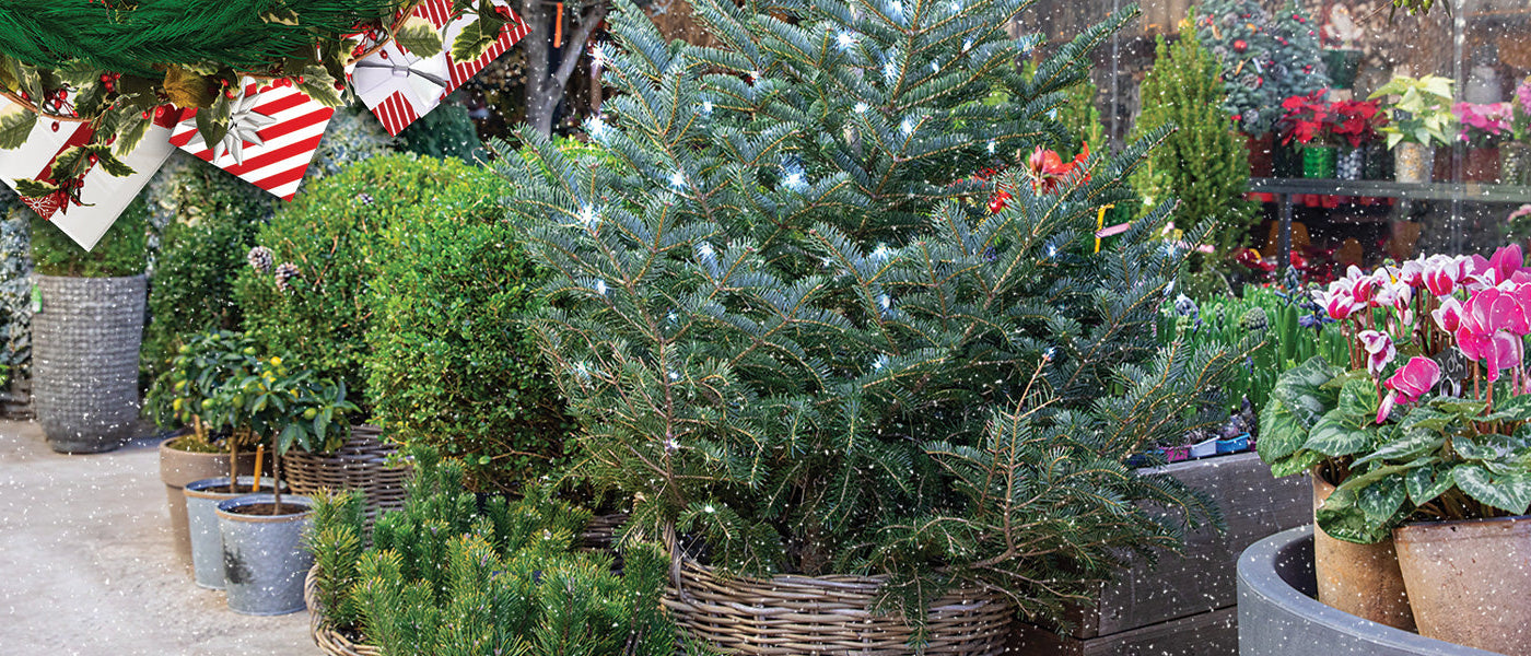 Plantes de Noël Willemse