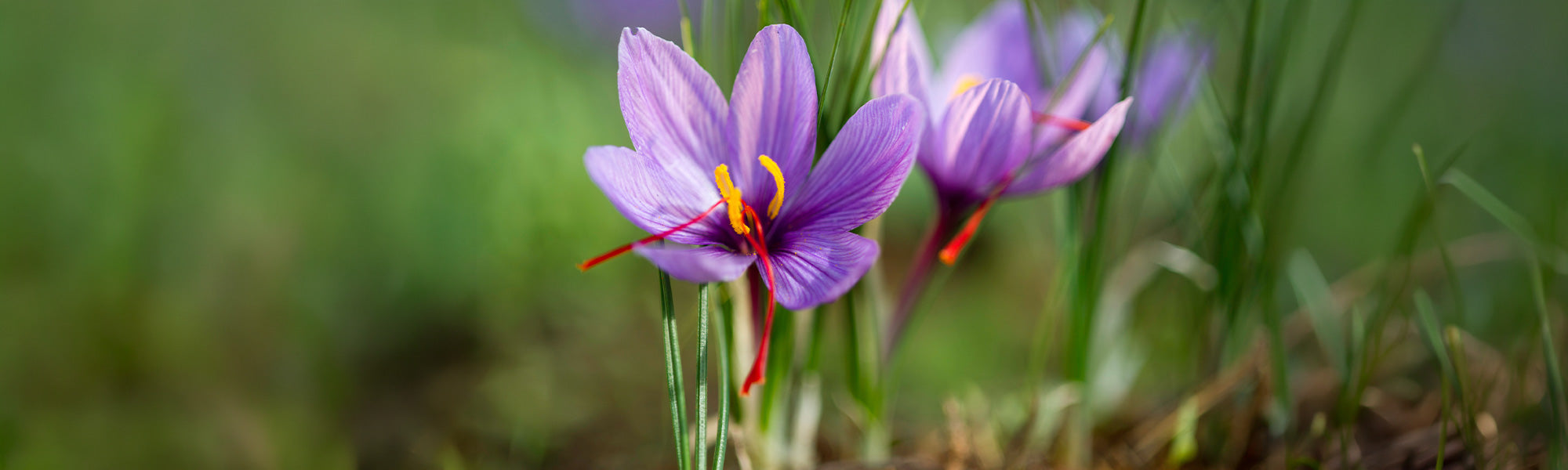 Focus Crocus Safran