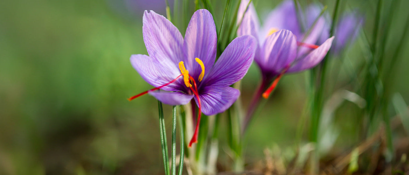 Focus sur le Crocus Safran