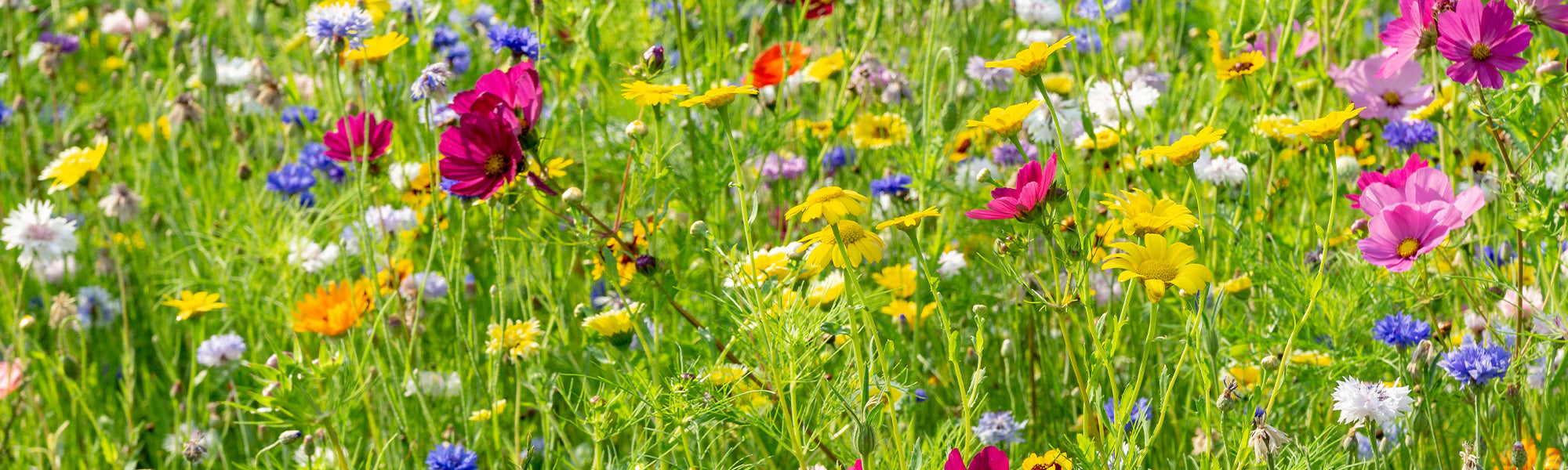 Graines de fleurs : 3 paquets achetés le 4ème offert !