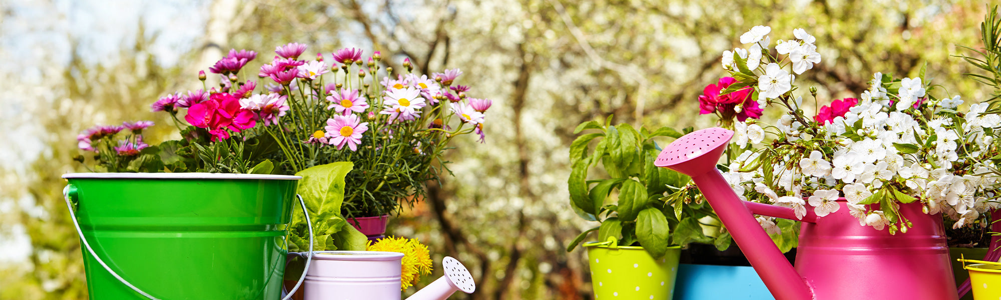 Les Plantes Porte-Bonheur pour 2026