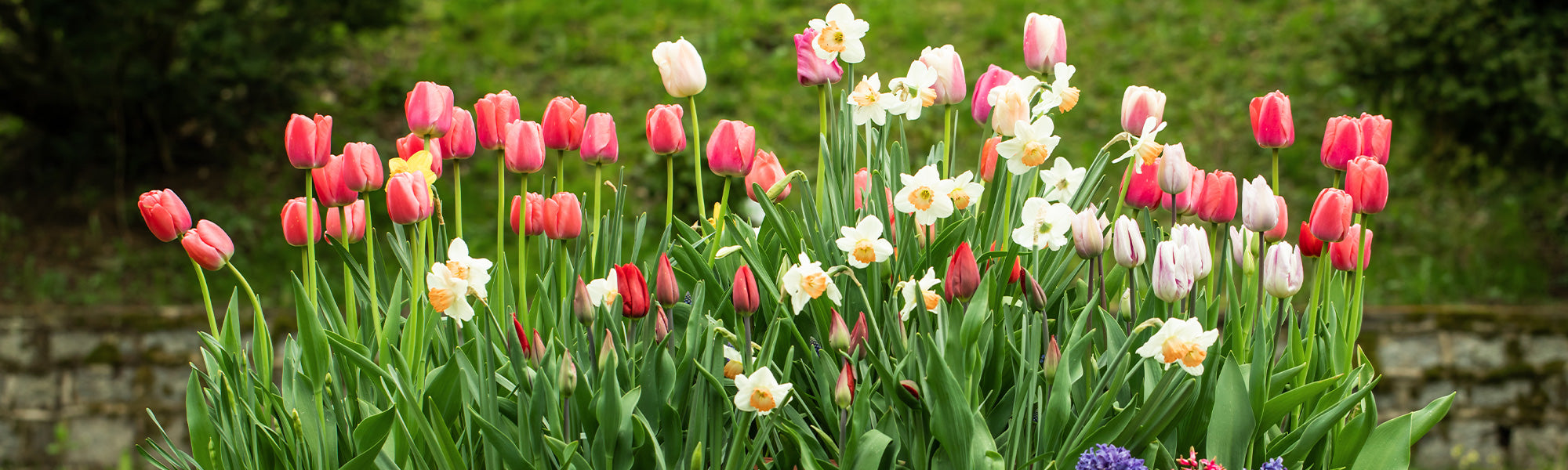 Destockage bulbes à fleurs: jusqu'à -60% de remise !