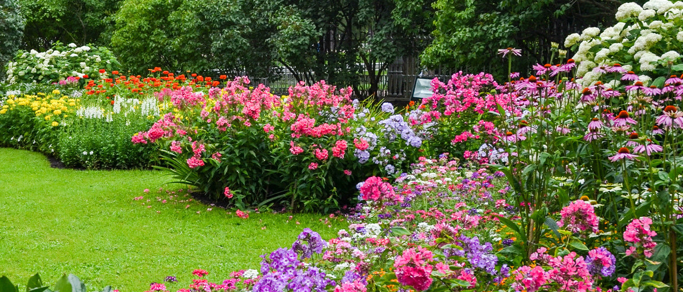Jusqu'à -30% pour prolonger la floraison !
