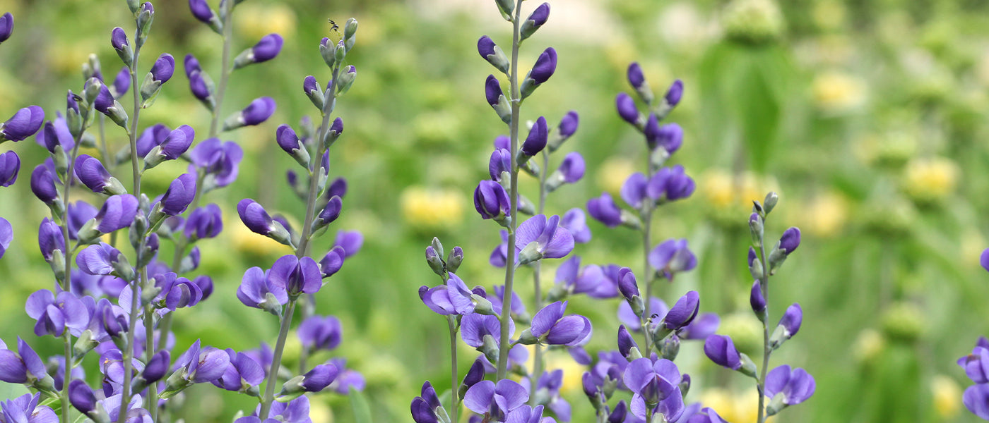 Baptisia