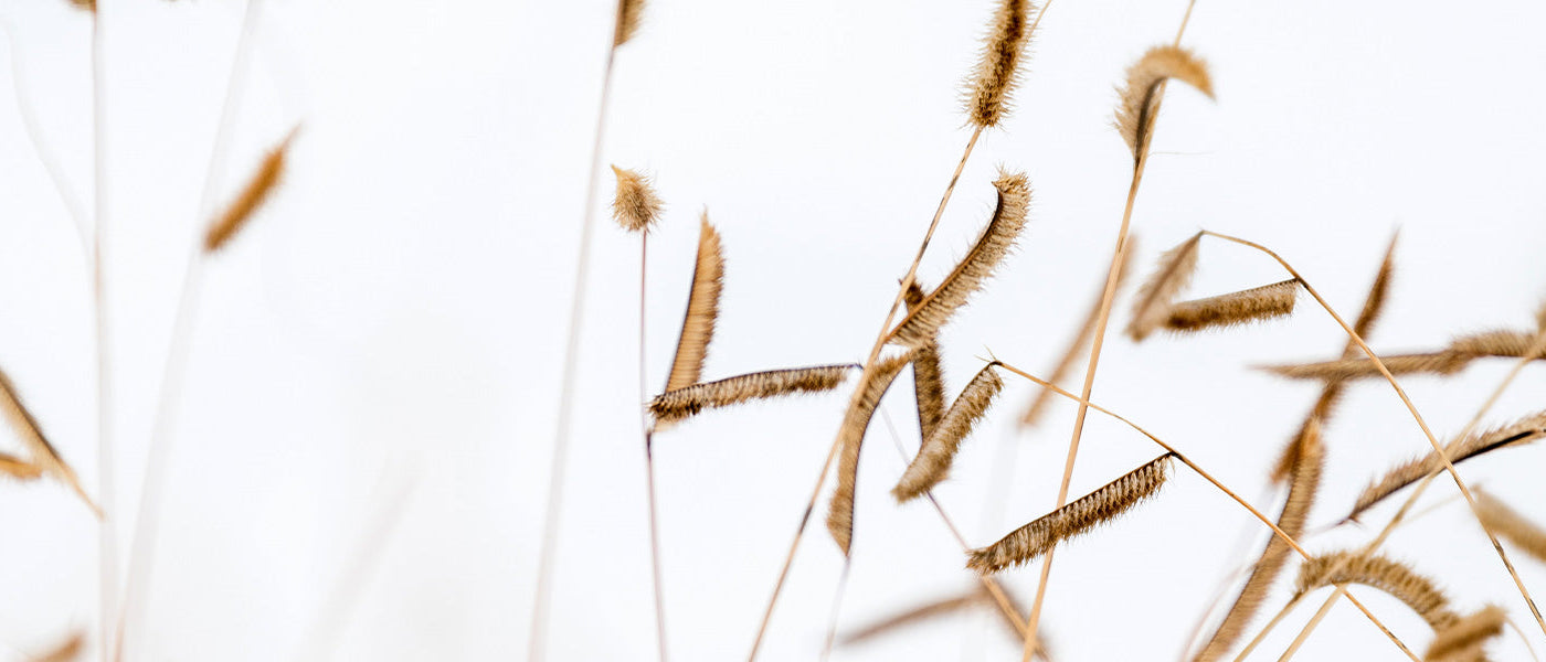 Boutélou aristé - Bouteloua aristidoides