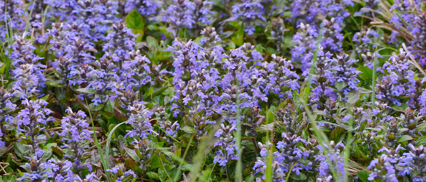 Bugle de Forrest - Ajuga forrestii