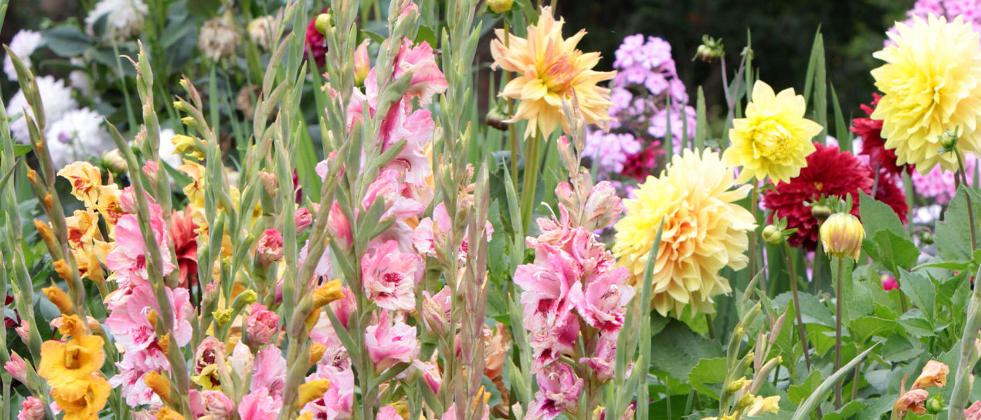 Bulbes à floraison estivale