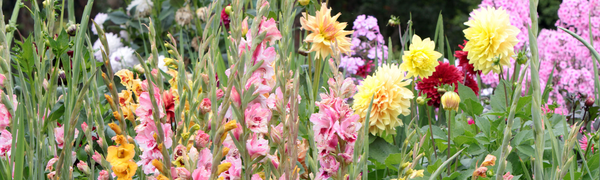 Bulbes à floraison estivale