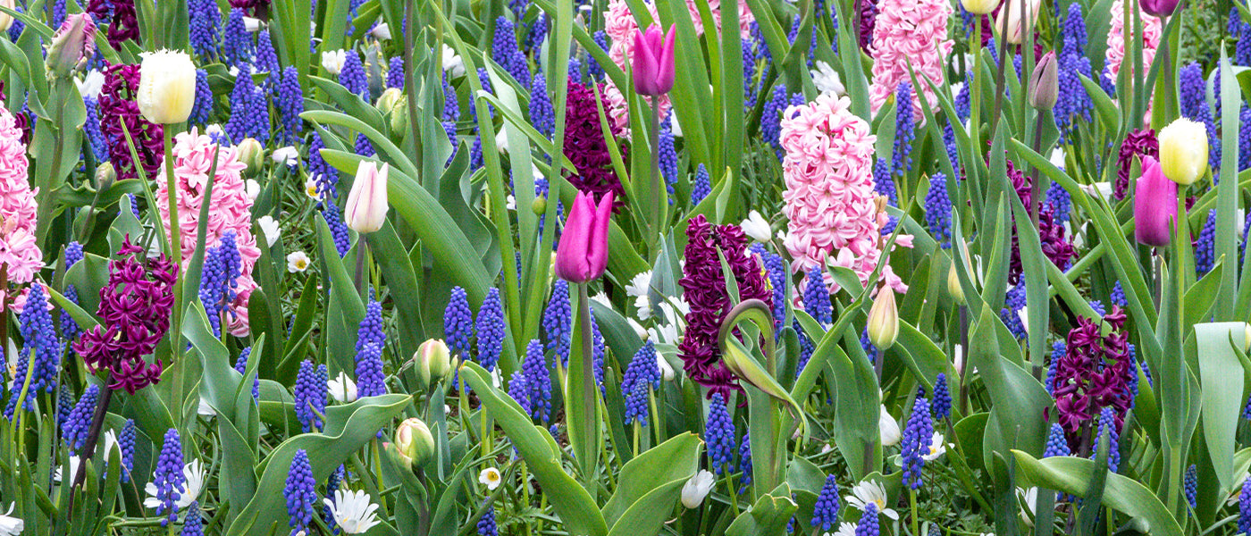 Bulbes à floraison printanière