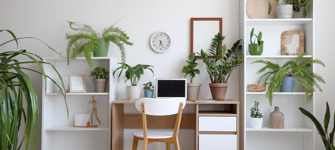 Plantes pour le Bureau