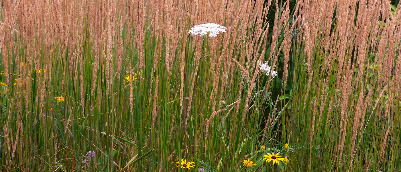 Calamagrostis