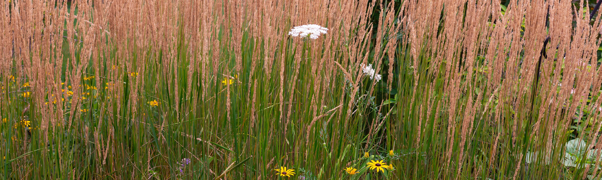 Calamagrostis