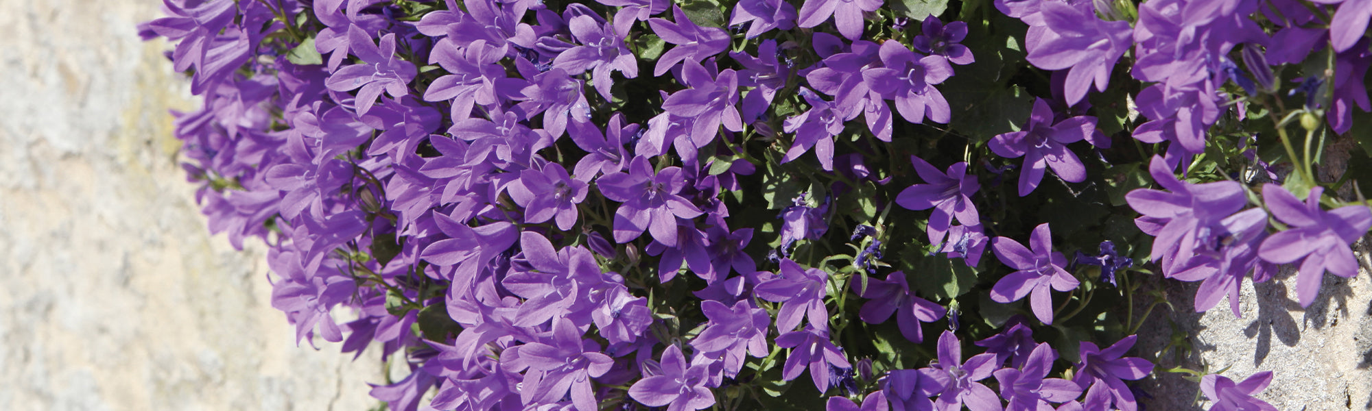 Plantes de couleur violette