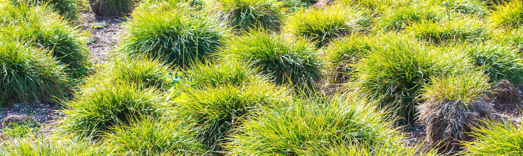 Laîche d'Oshima - Carex oshimensis