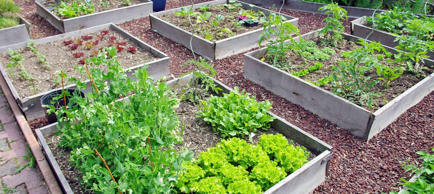 Carré potager