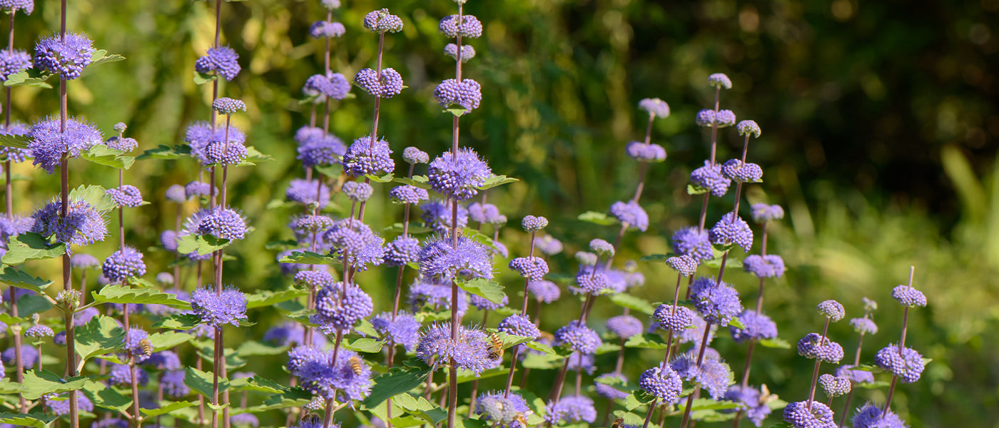 Caryopteris