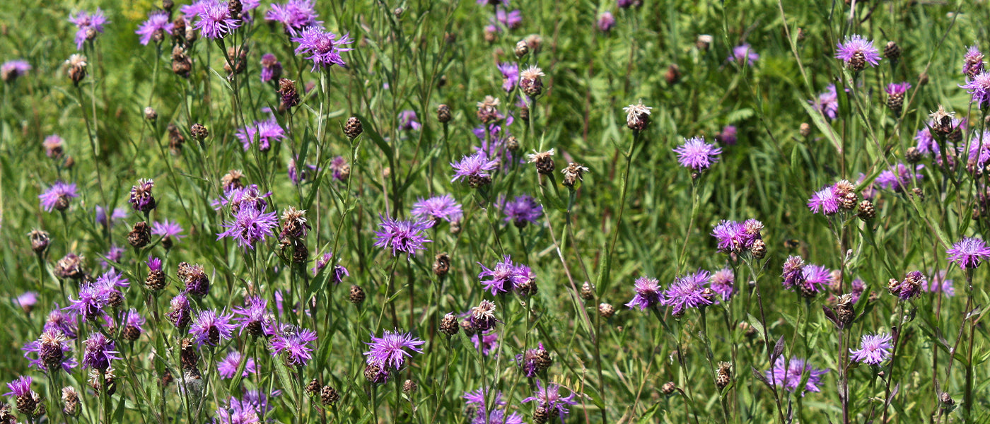 Centaurée stoebée - Centaurea stoebe