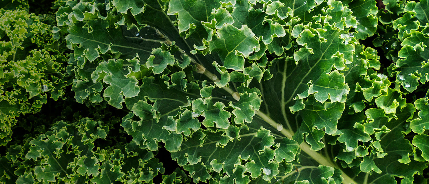 Choux frisés kale