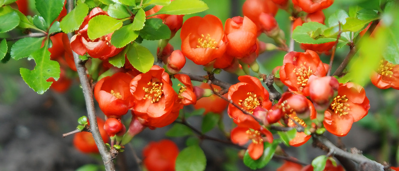 Cognassier hybride - Chaenomeles x superba