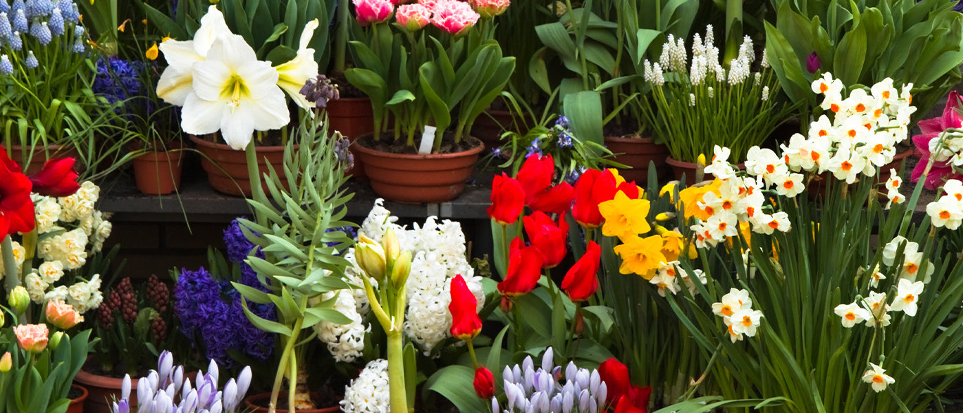 Collections de bulbes