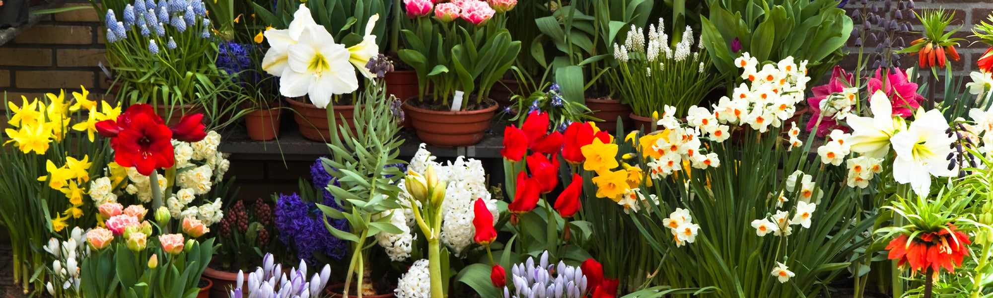 Collections de bulbes