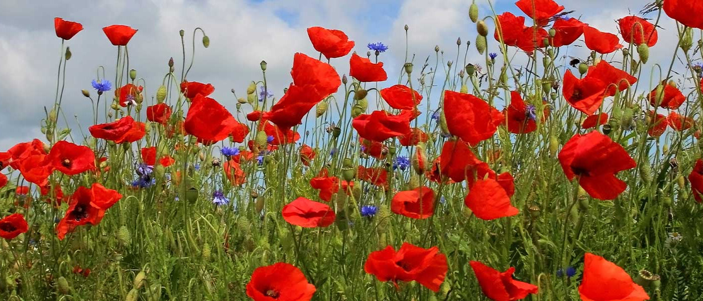 Coquelicots et Pavots