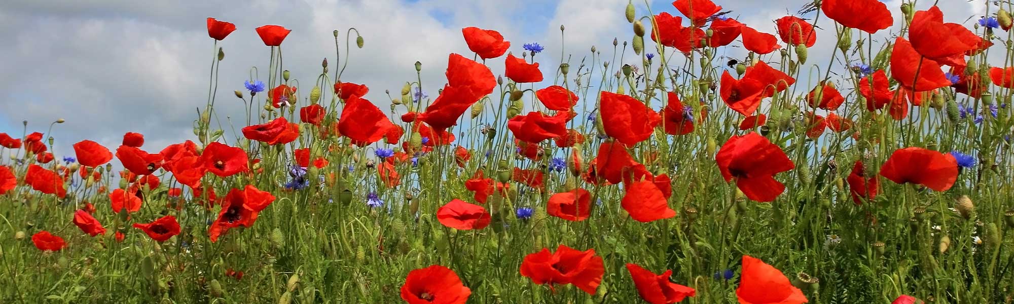 Coquelicots et Pavots