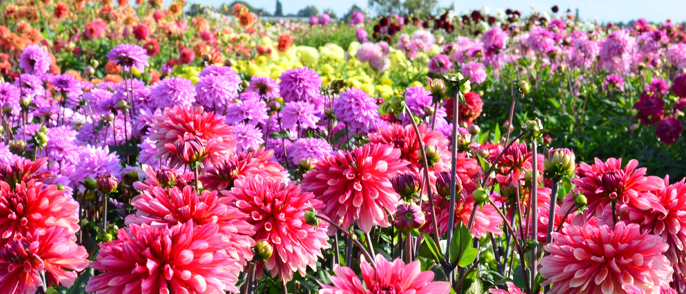 Dahlia à grandes fleurs