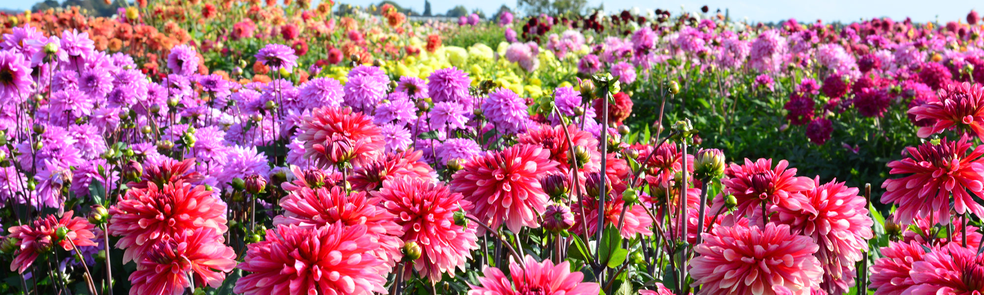Dahlia à grandes fleurs