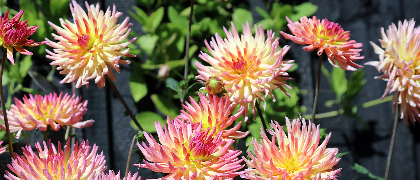 Dahlia cactus