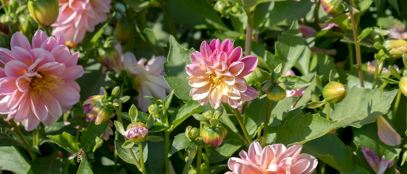 Dahlia nain
