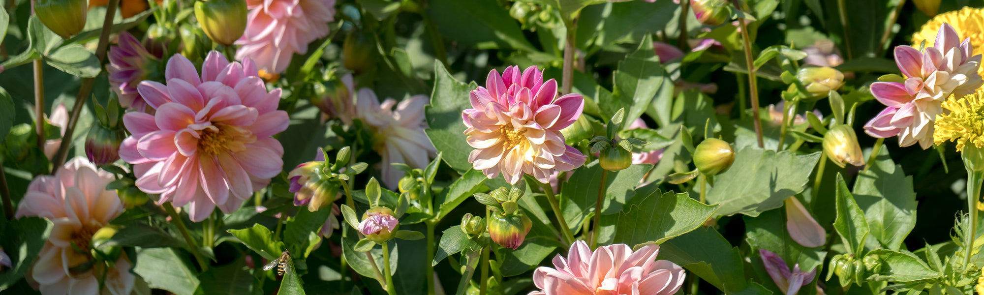 Dahlia nain