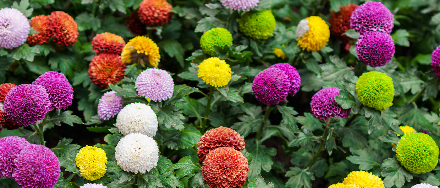 Dahlia pompon/ball