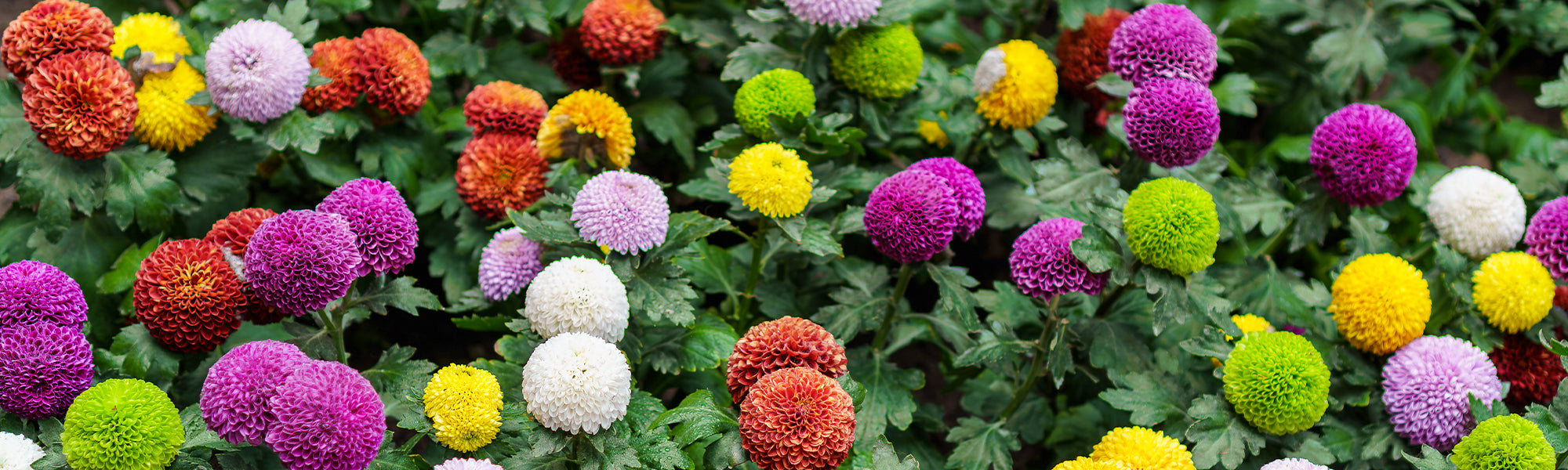 Dahlia pompon/ball