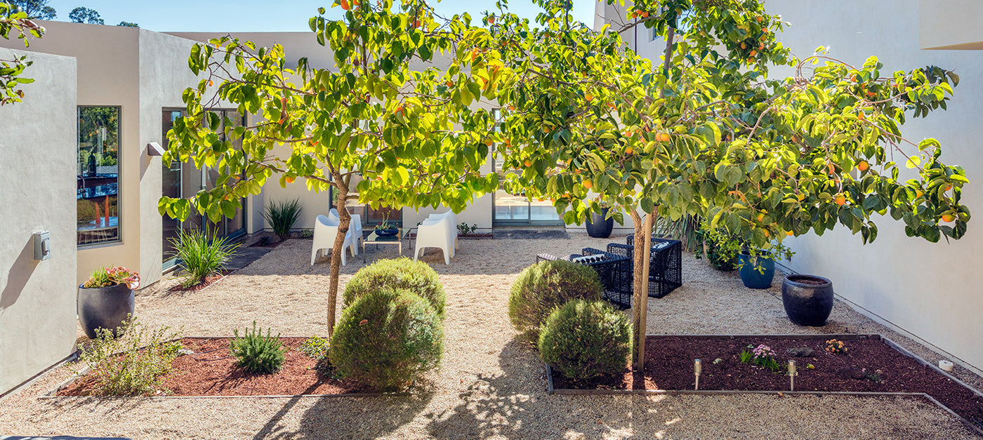 Des fruits sur ma terrasse