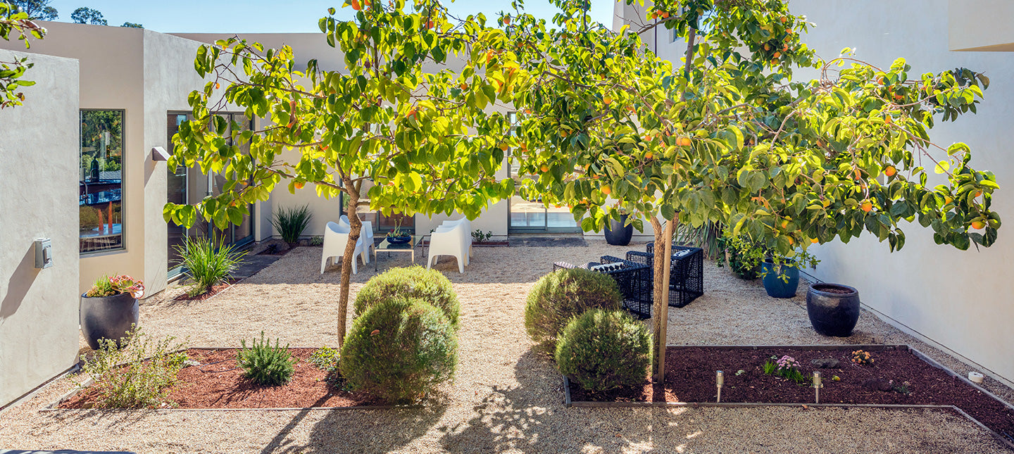 Des fruits sur ma terrasse
