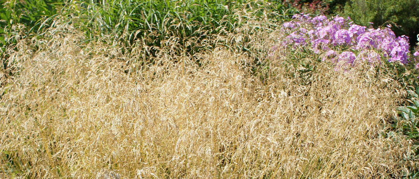 Deschampsia - Canche