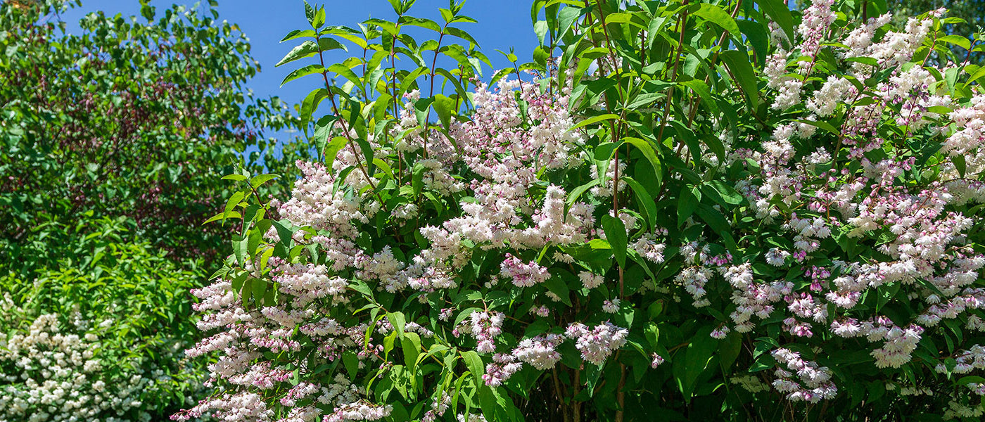Deutzia