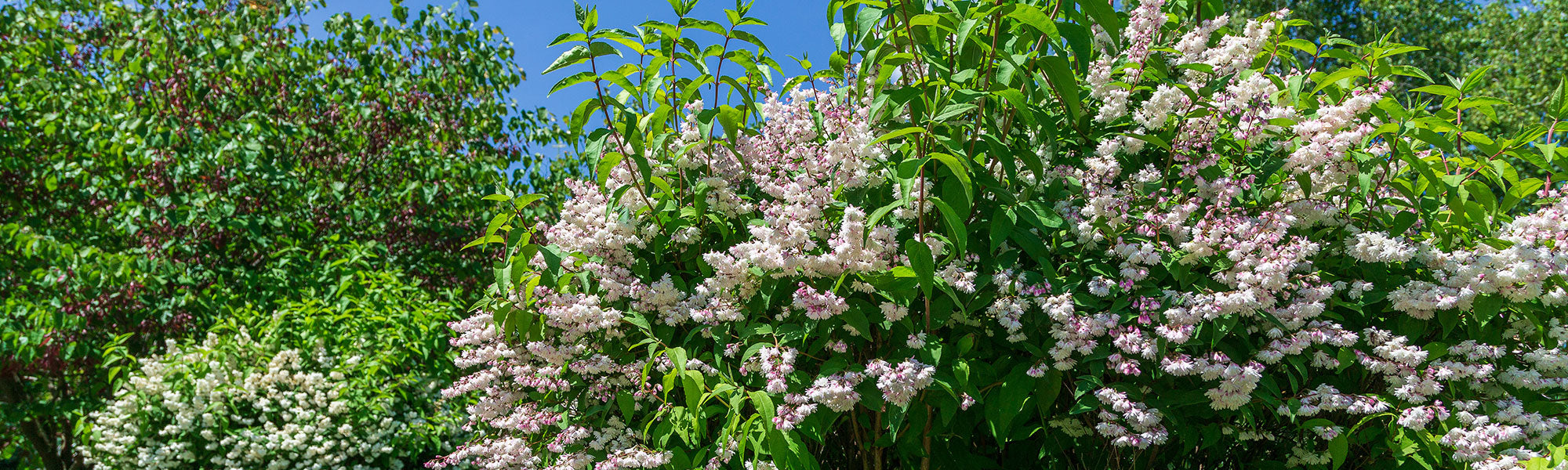 Deutzia