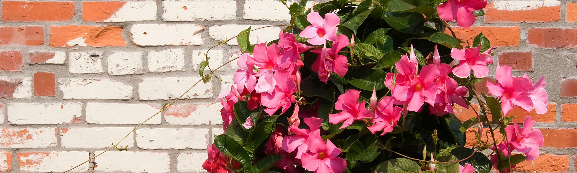 Dipladenia exceptionnelle - Dipladenia eximia