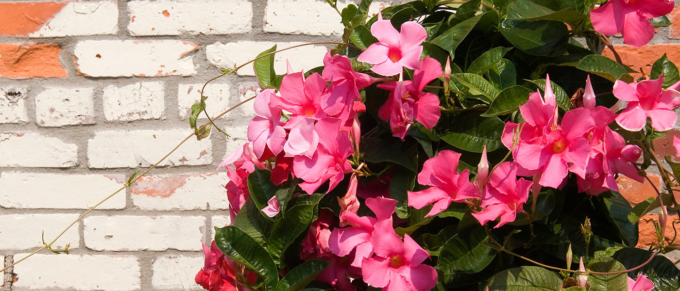 Dipladenia à feuilles épaisses - Dipladenia crassifolia