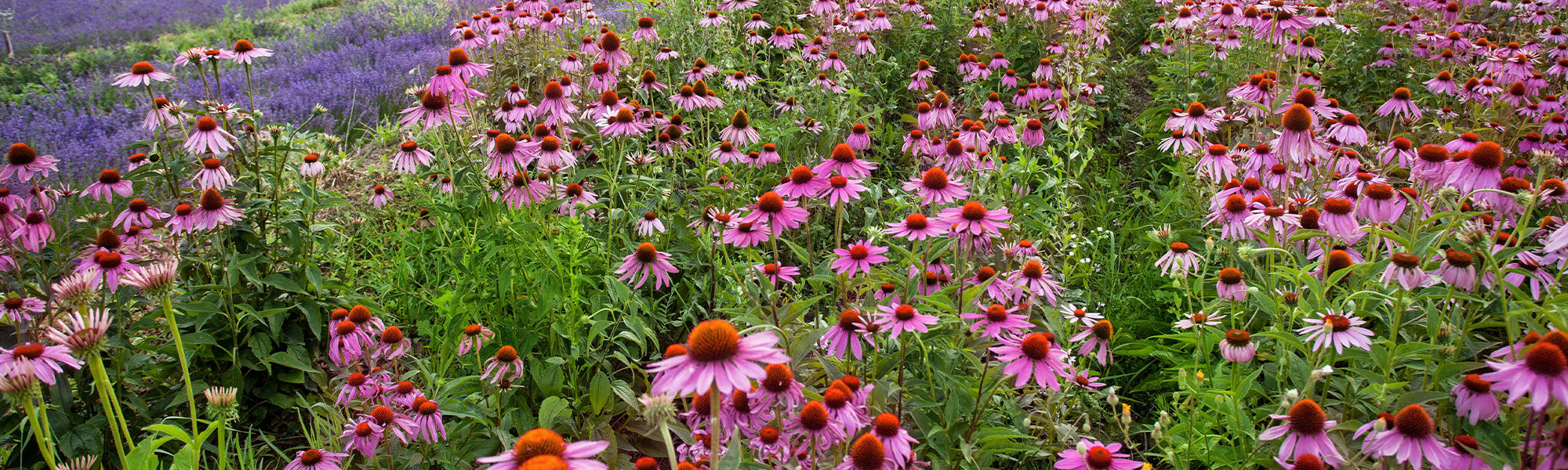 Échinacée - Echinacea