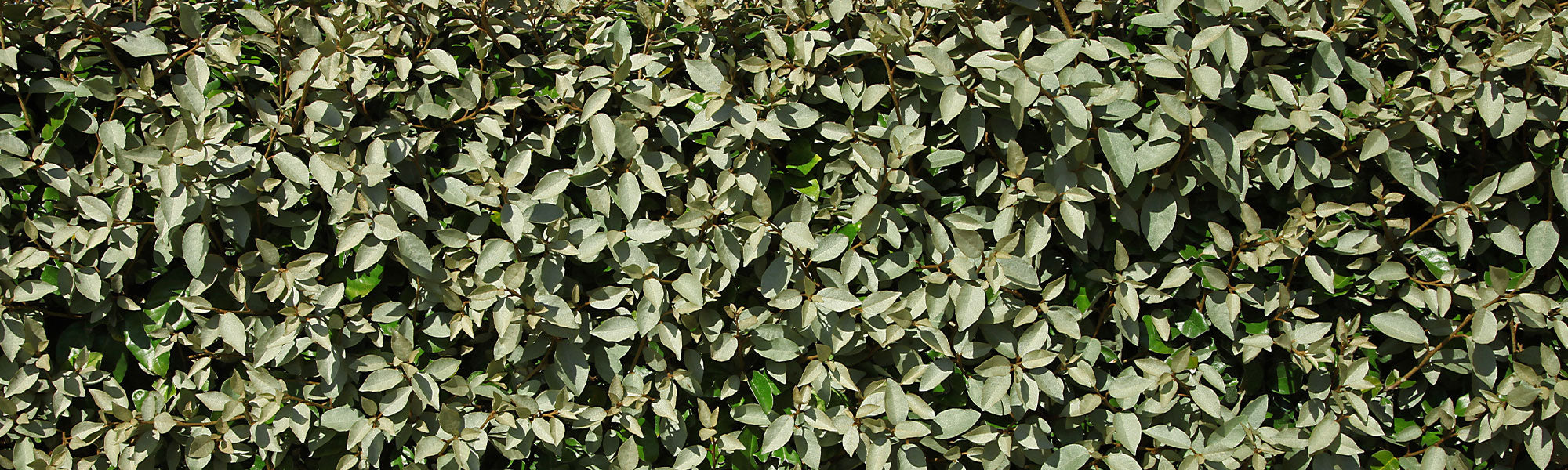 Chalef à petites fleurs - Eleagnus parviflora