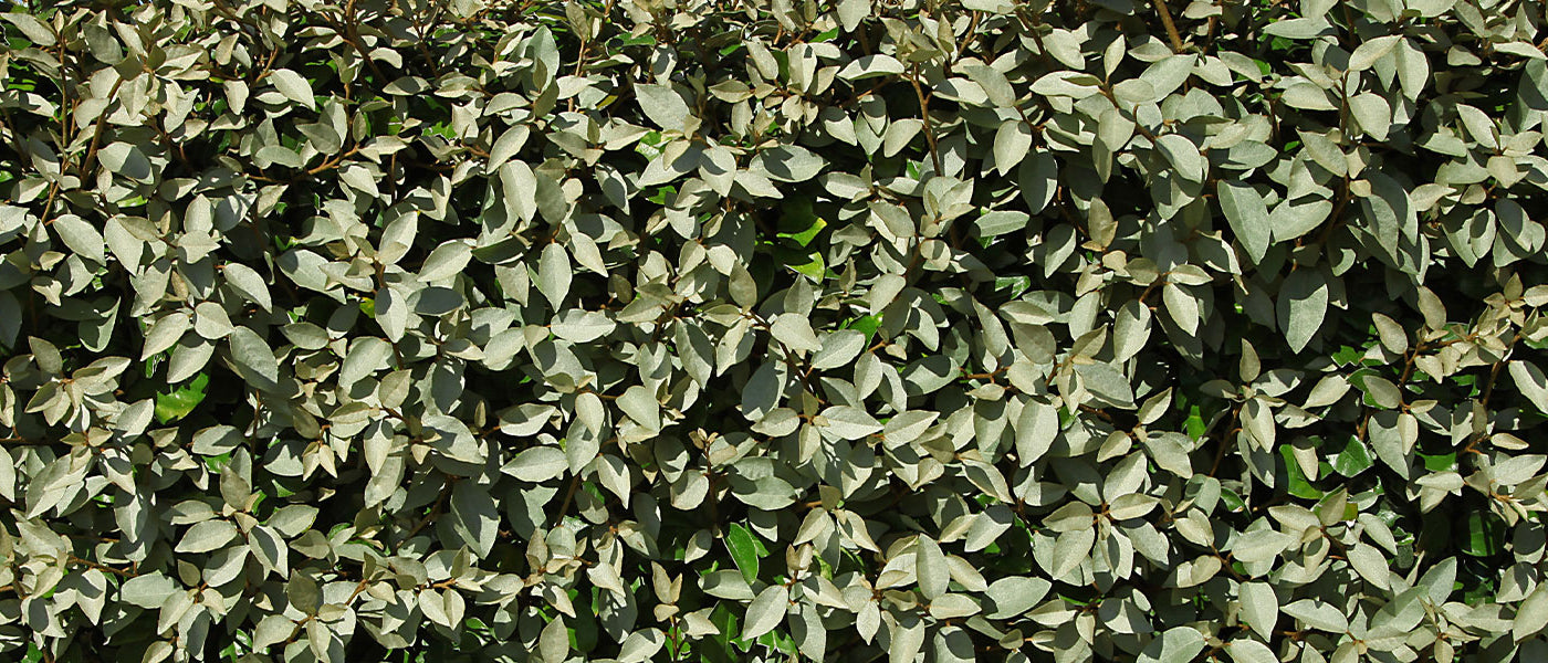 Chalef à ombelles - Eleagnus umbellata