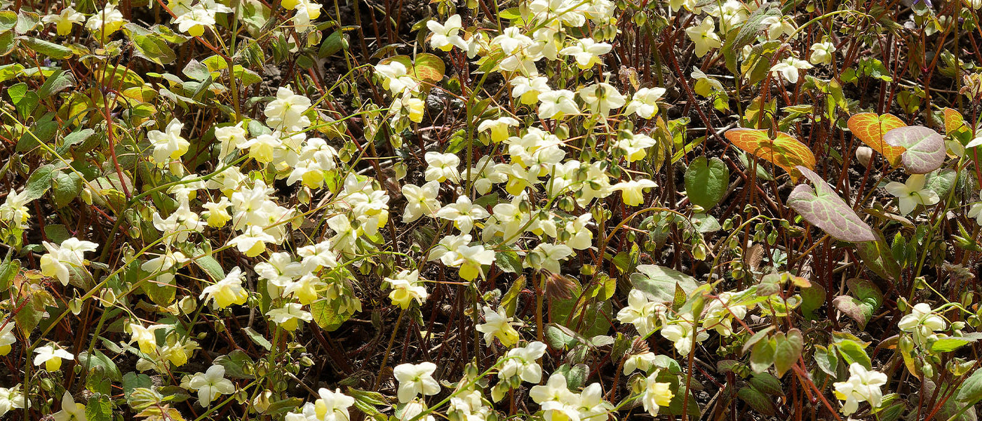 Epimedium