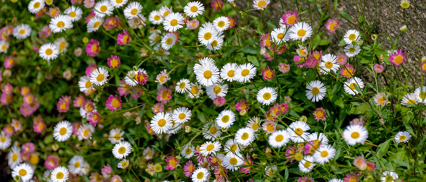Erigeron