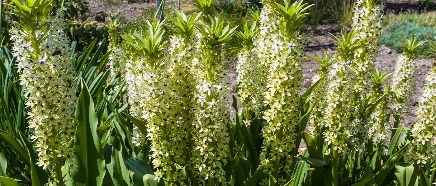 Eucomis