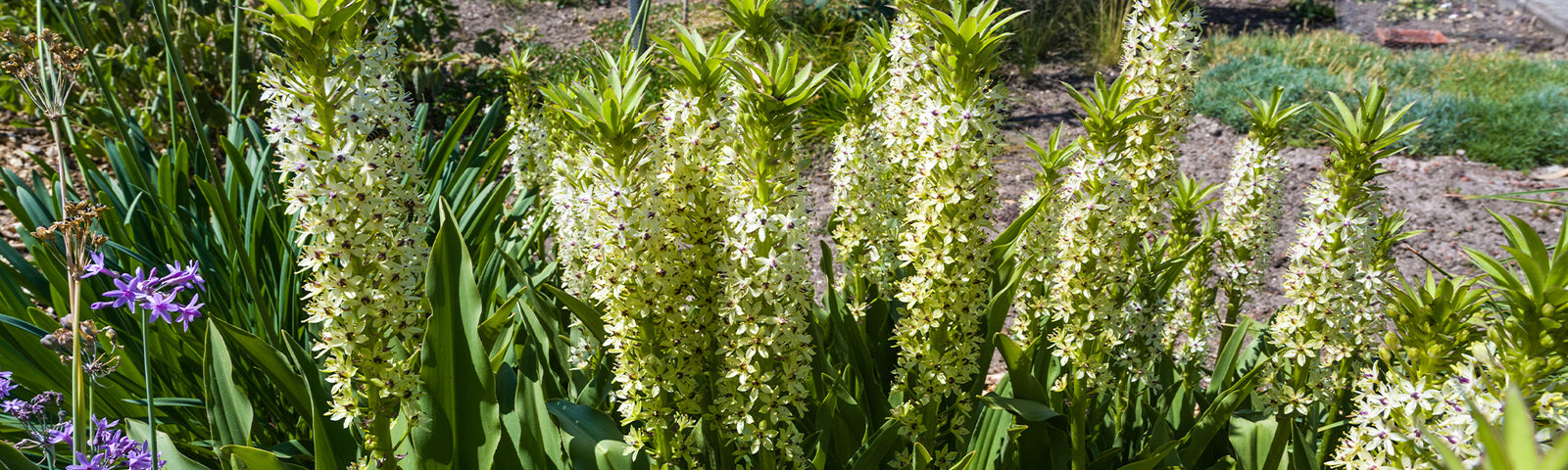 Bulbes de eucomis pour pots et massifs d'été | Willemse